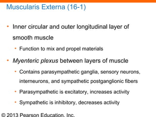 © 2013 Pearson Education, Inc.
Muscularis Externa (16-1)
• Inner circular and outer longitudinal layer of
smooth muscle
• Function to mix and propel materials
• Myenteric plexus between layers of muscle
• Contains parasympathetic ganglia, sensory neurons,
interneurons, and sympathetic postganglionic fibers
• Parasympathetic is excitatory, increases activity
• Sympathetic is inhibitory, decreases activity
 