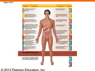 © 2013 Pearson Education, Inc.
Provides vitamin D3 needed for the
absorption of calcium and
phosphorus
Skull, ribs, vertebrae, and pelvic
girdle support and protect parts of
digestive tract; teeth are important in
mechanical processing of food
Protects and supports digestive
organs in abdominal cavity; controls
entrances and exits of digestive tract
ANS regulates movement and secretion;
reflexes coordinate passage of materials
along tract; control over skeletal muscles
regulates ingestion and defecation;
hypothalamic centers control hunger,
satiation, and feeding
Epinephrine and norepinephrine
stimulate constriction of sphincters
and depress digestive activity;
hormones coordinate activity along
digestive tract
Distributes hormones of the
digestive tract; carries nutrients,
water, and ions from sites of
absorption; delivers nutrients
and toxins to liver
Tonsils and other lymphoid
nodules defend against
infection and toxins absorbed
from the digestive tract;
lymphatic vessels carry absorbed
lipids to venous system
Increased thoracic and abdominal
pressure through contraction of
respiratory muscles can assist in
defecation
Provides lipids for storage by
adipocytes in hypodermis
Absorbs calcium and phosphate ions
for incorporation into bone matrix;
provides lipids for storage in yellow
marrow
Liver regulates blood glucose and
fatty acid levels, metabolizes lactate
from active muscles
Provides substrates essential for
neurotransmitter synthesis
Provides nutrients and substrates to
endocrine cells; endocrine cells of
pancreas secrete insulin and
glucagon; liver produces
angiotensinogen
Absorbs fluid to maintain normal
blood volume; absorbs vitamin K;
liver excretes heme (as bilirubin),
synthesizes coagulation
proteins
Secretions of digestive tract
(acids and enzymes) provide
innate (nonspecific) defense
against pathogens
Pressure of digestive organs against
the diaphragm can assist in
exhalation and limit inhalation
The DIGESTIVE System
For all systems, the digestive system
absorbs organic substrates, vitamins,
ions, and water required by all cells.
SYSTEM INTEGRATOR
Body System Digestive System Digestive System Body System
IntegumentaryeSkeletalMuscularNervousEndocrineCardiovascularLymphaticRespiratory
Integumentary
(Page138)
Skeletal
(Page188)
Muscular
(Page241)
Nervous
(Page302)
Endocrine
(Page376)
Cardiovascular
(Page467)
Lymphatic
(Page500)
Respiratory
(Page532)
Urinary
(Page637)
Reproductive
(Page671)
Figure 16-19
 