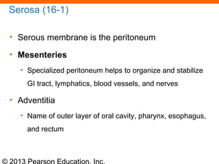 © 2013 Pearson Education, Inc.
Serosa (16-1)
• Serous membrane is the peritoneum
• Mesenteries
• Specialized peritoneum helps to organize and stabilize
GI tract, lymphatics, blood vessels, and nerves
• Adventitia
• Name of outer layer of oral cavity, pharynx, esophagus,
and rectum
 