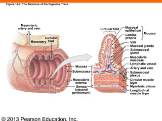 © 2013 Pearson Education, Inc.
Figure 16-2 The Structure of the Digestive Tract.
Mesenteric
artery and vein
Mesentery
Circular
fold
Circular fold
Mucosa
Submucosa
Muscularis
externa
Serosa
(visceral
peritoneum)
Mucosal
epithelium
Lamina
propria
Mucosa
Villi
Mucosal glands
Submucosal
gland
Muscularis
mucosae
Lymphatic vessel
Artery and vein
Submucosal
plexus
Circular muscle
layer
Myenteric plexus
Longitudinal
muscle layer
 