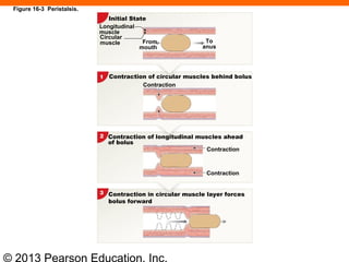 © 2013 Pearson Education, Inc.
Figure 16-3 Peristalsis.
Circular
muscle
Longitudinal
muscle
Initial State
To
anus
Contraction of circular muscles behind bolus
Contraction
Contraction of longitudinal muscles ahead
of bolus
Contraction
Contraction in circular muscle layer forces
bolus forward
Contraction
From
mouth
 