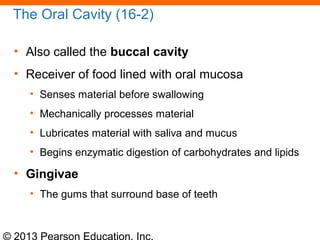© 2013 Pearson Education, Inc.
The Oral Cavity (16-2)
• Also called the buccal cavity
• Receiver of food lined with oral mucosa
• Senses material before swallowing
• Mechanically processes material
• Lubricates material with saliva and mucus
• Begins enzymatic digestion of carbohydrates and lipids
• Gingivae
• The gums that surround base of teeth
 