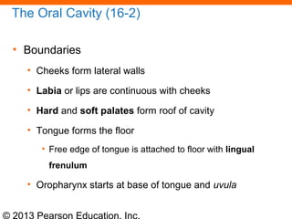 © 2013 Pearson Education, Inc.
The Oral Cavity (16-2)
• Boundaries
• Cheeks form lateral walls
• Labia or lips are continuous with cheeks
• Hard and soft palates form roof of cavity
• Tongue forms the floor
• Free edge of tongue is attached to floor with lingual
frenulum
• Oropharynx starts at base of tongue and uvula
 