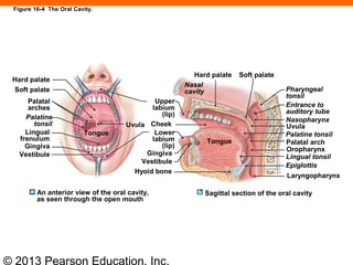 © 2013 Pearson Education, Inc.
Hard palate
Soft palate
Palatal
arches
Palatine
tonsil
Lingual
frenulum
Gingiva
Vestibule
An anterior view of the oral cavity,
as seen through the open mouth
Upper
labium
(lip)
CheekUvula
Lower
labium
(lip)
Hyoid bone
Nasal
cavity Pharyngeal
tonsil
Entrance to
auditory tube
Nasopharynx
Uvula
Palatine tonsil
Palatal arch
Oropharynx
Lingual tonsil
Epiglottis
Laryngopharynx
Sagittal section of the oral cavity
Hard palate Soft palate
Gingiva
Vestibule
Tongue
Tongue
Figure 16-4 The Oral Cavity.
 