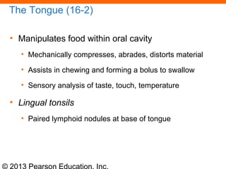 © 2013 Pearson Education, Inc.
The Tongue (16-2)
• Manipulates food within oral cavity
• Mechanically compresses, abrades, distorts material
• Assists in chewing and forming a bolus to swallow
• Sensory analysis of taste, touch, temperature
• Lingual tonsils
• Paired lymphoid nodules at base of tongue
 