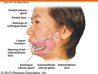 © 2013 Pearson Education, Inc.
Parotid salivary
gland
Parotid duct
Openings of
sublingual ducts
Lingual
frenulum
Opening of left
submandibular
duct
Sublingual
salivary gland
Submandibular
salivary gland
Submandibular
duct
Figure 16-5 The Salivary Glands.
 