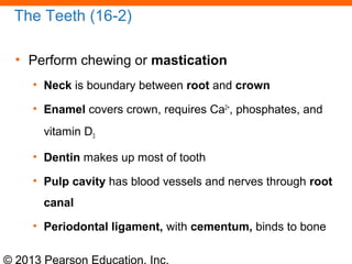 © 2013 Pearson Education, Inc.
The Teeth (16-2)
• Perform chewing or mastication
• Neck is boundary between root and crown
• Enamel covers crown, requires Ca2+
, phosphates, and
vitamin D3
• Dentin makes up most of tooth
• Pulp cavity has blood vessels and nerves through root
canal
• Periodontal ligament, with cementum, binds to bone
 