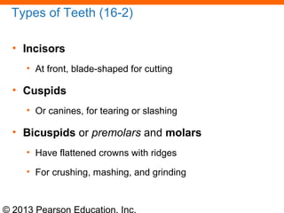 © 2013 Pearson Education, Inc.
Types of Teeth (16-2)
• Incisors
• At front, blade-shaped for cutting
• Cuspids
• Or canines, for tearing or slashing
• Bicuspids or premolars and molars
• Have flattened crowns with ridges
• For crushing, mashing, and grinding
 