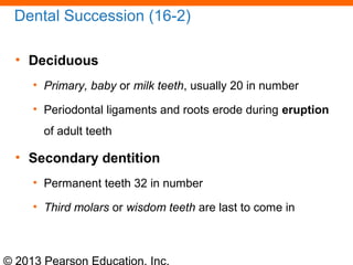 © 2013 Pearson Education, Inc.
Dental Succession (16-2)
• Deciduous
• Primary, baby or milk teeth, usually 20 in number
• Periodontal ligaments and roots erode during eruption
of adult teeth
• Secondary dentition
• Permanent teeth 32 in number
• Third molars or wisdom teeth are last to come in
 