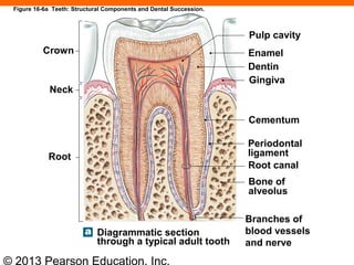 © 2013 Pearson Education, Inc.
Crown
Neck
Root
Pulp cavity
Enamel
Dentin
Gingiva
Cementum
Periodontal
ligament
Root canal
Bone of
alveolus
Branches of
blood vessels
and nerve
Diagrammatic section
through a typical adult tooth
Figure 16-6a Teeth: Structural Components and Dental Succession.
 
