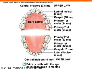 © 2013 Pearson Education, Inc.
Central incisors (7.5 mo) UPPER JAW
Lateral incisor
(9 mo)
Cuspid (18 mo)
Primary 1st
molar (14 mo)
Primary 2nd
molar (24 mo)
Primary 2nd
molar (20 mo)
Primay 1st
molar (12 mo)
Cuspid (16 mo)
Lateral incisor
(7 mo)
LOWER JAWCentral incisors (6 mo)
Primary teeth, with the age
at eruption given in months
Hard palate
Figure 16-6b Teeth: Structural Components and Dental Succession.
 