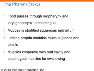 © 2013 Pearson Education, Inc.
The Pharynx (16-3)
• Food passes through oropharynx and
laryngopharynx to esophagus
• Mucosa is stratified squamous epithelium
• Lamina propria contains mucous glands and
tonsils
• Muscles cooperate with oral cavity and
esophageal muscles for swallowing
 