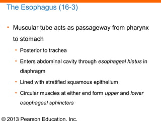 © 2013 Pearson Education, Inc.
The Esophagus (16-3)
• Muscular tube acts as passageway from pharynx
to stomach
• Posterior to trachea
• Enters abdominal cavity through esophageal hiatus in
diaphragm
• Lined with stratified squamous epithelium
• Circular muscles at either end form upper and lower
esophageal sphincters
 