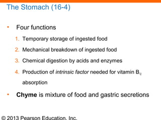 © 2013 Pearson Education, Inc.
The Stomach (16-4)
• Four functions
1. Temporary storage of ingested food
2. Mechanical breakdown of ingested food
3. Chemical digestion by acids and enzymes
4. Production of intrinsic factor needed for vitamin B12
absorption
• Chyme is mixture of food and gastric secretions
 