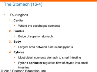 © 2013 Pearson Education, Inc.
The Stomach (16-4)
• Four regions
1. Cardia
• Where the esophagus connects
2. Fundus
• Bulge of superior stomach
3. Body
• Largest area between fundus and pylorus
4. Pylorus
• Most distal, connects stomach to small intestine
• Pyloric sphincter regulates flow of chyme into small
intestine
 