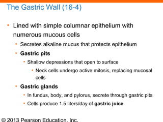 © 2013 Pearson Education, Inc.
The Gastric Wall (16-4)
• Lined with simple columnar epithelium with
numerous mucous cells
• Secretes alkaline mucus that protects epithelium
• Gastric pits
• Shallow depressions that open to surface
• Neck cells undergo active mitosis, replacing mucosal
cells
• Gastric glands
• In fundus, body, and pylorus, secrete through gastric pits
• Cells produce 1.5 liters/day of gastric juice
 