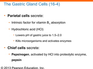 © 2013 Pearson Education, Inc.
The Gastric Gland Cells (16-4)
• Parietal cells secrete:
• Intrinsic factor for vitamin B12 absorption
• Hydrochloric acid (HCl)
• Lowers pH of gastric juice to 1.5–2.0
• Kills microorganisms and activates enzymes
• Chief cells secrete:
• Pepsinogen, activated by HCl into proteolytic enzyme,
pepsin
 