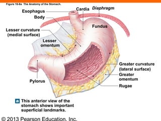 © 2013 Pearson Education, Inc.
Esophagus Cardia Diaphragm
Body
Lesser curvature
(medial surface)
Lesser
omentum
Fundus
Pylorus
Greater curvature
(lateral surface)
Greater
omentum
This anterior view of the
stomach shows important
superficial landmarks.
Rugae
Figure 16-8a The Anatomy of the Stomach.
 