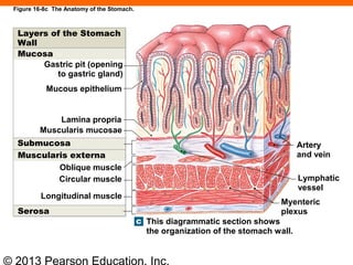 © 2013 Pearson Education, Inc.
Figure 16-8c The Anatomy of the Stomach.
Artery
and vein
Lymphatic
vessel
Myenteric
plexus
This diagrammatic section shows
the organization of the stomach wall.
Layers of the Stomach
Wall
Gastric pit (opening
to gastric gland)
Mucous epithelium
Lamina propria
Submucosa
Oblique muscle
Longitudinal muscle
Mucosa
Muscularis mucosae
Muscularis externa
Circular muscle
Serosa
 