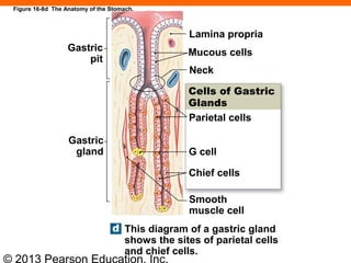 © 2013 Pearson Education, Inc.
Figure 16-8d The Anatomy of the Stomach.
Lamina propria
Mucous cells
Neck
Gastric
pit
Gastric
gland
This diagram of a gastric gland
shows the sites of parietal cells
and chief cells.
Cells of Gastric
Glands
Parietal cells
G cell
Chief cells
Smooth
muscle cell
 