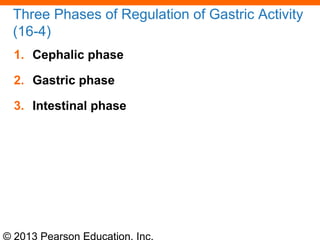 © 2013 Pearson Education, Inc.
Three Phases of Regulation of Gastric Activity
(16-4)
1. Cephalic phase
2. Gastric phase
3. Intestinal phase
 