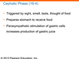 © 2013 Pearson Education, Inc.
Cephalic Phase (16-4)
• Triggered by sight, smell, taste, thought of food
• Prepares stomach to receive food
• Parasympathetic stimulation of gastric cells
increases production of gastric juice
 