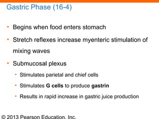 © 2013 Pearson Education, Inc.
Gastric Phase (16-4)
• Begins when food enters stomach
• Stretch reflexes increase myenteric stimulation of
mixing waves
• Submucosal plexus
• Stimulates parietal and chief cells
• Stimulates G cells to produce gastrin
• Results in rapid increase in gastric juice production
 