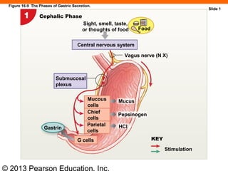 © 2013 Pearson Education, Inc.
Figure 16-9 The Phases of Gastric Secretion.
Cephalic Phase
Sight, smell, taste,
or thoughts of food
Central nervous system
Vagus nerve (N X)
Submucosal
plexus
Mucous
cells
Chief
cells
Parietal
cells
Gastrin
KEY
Stimulation
Food
G cells
Mucus
Pepsinogen
HCI
Slide 1
 