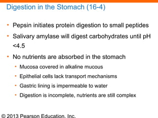 © 2013 Pearson Education, Inc.
Digestion in the Stomach (16-4)
• Pepsin initiates protein digestion to small peptides
• Salivary amylase will digest carbohydrates until pH
<4.5
• No nutrients are absorbed in the stomach
• Mucosa covered in alkaline mucous
• Epithelial cells lack transport mechanisms
• Gastric lining is impermeable to water
• Digestion is incomplete, nutrients are still complex
 
