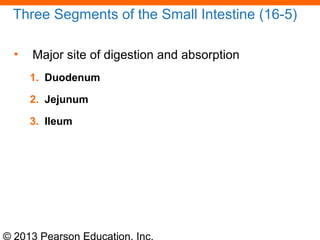 © 2013 Pearson Education, Inc.
Three Segments of the Small Intestine (16-5)
• Major site of digestion and absorption
1. Duodenum
2. Jejunum
3. Ileum
 