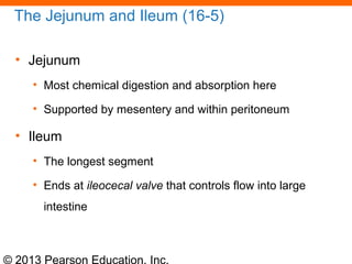 © 2013 Pearson Education, Inc.
The Jejunum and Ileum (16-5)
• Jejunum
• Most chemical digestion and absorption here
• Supported by mesentery and within peritoneum
• Ileum
• The longest segment
• Ends at ileocecal valve that controls flow into large
intestine
 