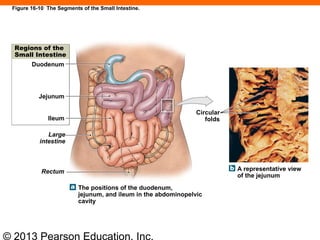 © 2013 Pearson Education, Inc.
Circular
folds
Regions of the
Small Intestine
Duodenum
Jejunum
Ileum
Large
intestine
Rectum
The positions of the duodenum,
jejunum, and ileum in the abdominopelvic
cavity
A representative view
of the jejunum
Figure 16-10 The Segments of the Small Intestine.
 