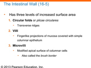 © 2013 Pearson Education, Inc.
The Intestinal Wall (16-5)
• Has three levels of increased surface area
1. Circular folds or plicae circulares
• Transverse ridges
2. Villi
• Fingerlike projections of mucosa covered with simple
columnar epithelium
3. Microvilli
• Modified apical surface of columnar cells
• Also called the brush border
 