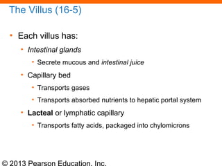 © 2013 Pearson Education, Inc.
The Villus (16-5)
• Each villus has:
• Intestinal glands
• Secrete mucous and intestinal juice
• Capillary bed
• Transports gases
• Transports absorbed nutrients to hepatic portal system
• Lacteal or lymphatic capillary
• Transports fatty acids, packaged into chylomicrons
 