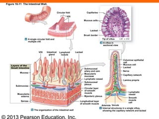 © 2013 Pearson Education, Inc.
Circular fold
Villi
A single circular fold and
multiple villi
Capillaries
Mucous cells
Lacteal
Brush border
Tip of villus LM x 250
A villus in
sectional view
Villi Intestinal
gland
Lymphoid
nodule
Lacteal
Layers of the
Small Intestine
Mucosa
Submucosa
Muscularis
externa
Serosa
Submucosal
artery and vein
Muscularis
mucosae
Lymphatic vessel
Submucosal
plexus
Circular layer
of smooth
muscle
Myenteric plexus
Longitudinal layer
of smooth muscle
The organization of the intestinal wall
Internal structures in a single villus,
showing the capillary network and lacteal
VenuleArteriole
Lymphatic
vessel
Smooth
muscle
cell
Lamina propria
Capillary network
Nerve
Lacteal
Mucous cell
Columnar epithelial
cell
Figure 16-11 The Intestinal Wall.
 