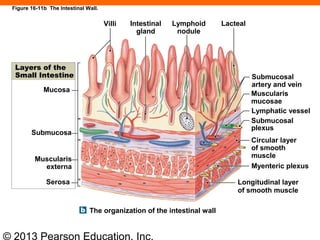 © 2013 Pearson Education, Inc.
Figure 16-11b The Intestinal Wall.
Villi Intestinal
gland
Lymphoid
nodule
Lacteal
Layers of the
Small Intestine
Mucosa
Submucosa
Muscularis
externa
Serosa
Submucosal
artery and vein
Muscularis
mucosae
Lymphatic vessel
Submucosal
plexus
Circular layer
of smooth
muscle
Myenteric plexus
Longitudinal layer
of smooth muscle
The organization of the intestinal wall
 