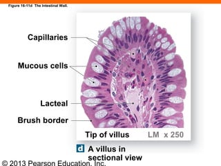 © 2013 Pearson Education, Inc.
Figure 16-11d The Intestinal Wall.
Capillaries
Mucous cells
Lacteal
Brush border
Tip of villus LM x 250
A villus in
sectional view
 