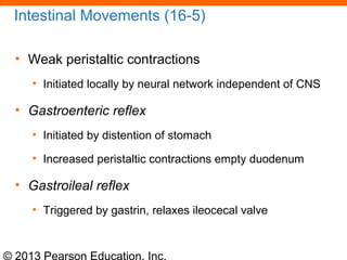 © 2013 Pearson Education, Inc.
Intestinal Movements (16-5)
• Weak peristaltic contractions
• Initiated locally by neural network independent of CNS
• Gastroenteric reflex
• Initiated by distention of stomach
• Increased peristaltic contractions empty duodenum
• Gastroileal reflex
• Triggered by gastrin, relaxes ileocecal valve
 
