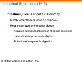 © 2013 Pearson Education, Inc.
Intestinal Secretions (16-5)
• Intestinal juice is about 1.8 liters/day
• Mostly water from mucosa by osmosis
• Rest is secreted by intestinal glands
• Activated during cephalic phase of gastric secretions
• Buffers to raise pH of acidic chyme
• Activation of enzymes for digestion
 