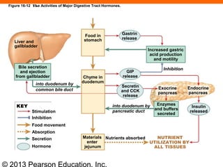 © 2013 Pearson Education, Inc.
Liver and
gallbladder
Bile secretion
and ejection
from gallbladder
into duodenum by
common bile duct
Food in
stomach
Chyme in
duodenum
Materials
enter
jejunum
KEY
Stimulation
Inhibition
Food movement
Absorption
Secretion
Hormone
Nutrients absorbed NUTRIENT
UTILIZATION BY
ALL TISSUES
Enzymes
and buffers
secreted
into duodenum by
pancreatic duct
Secretin
and CCK
release
Exocrine
pancreas
Endocrine
pancreas
Inhibition
GIP
release
Gastrin
release
Increased gastric
acid production
and motility
Insulin
released
Figure 16-12 The Activities of Major Digestive Tract Hormones.
 