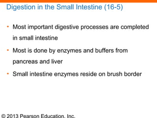 © 2013 Pearson Education, Inc.
Digestion in the Small Intestine (16-5)
• Most important digestive processes are completed
in small intestine
• Most is done by enzymes and buffers from
pancreas and liver
• Small intestine enzymes reside on brush border
 