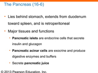 © 2013 Pearson Education, Inc.
The Pancreas (16-6)
• Lies behind stomach, extends from duodenum
toward spleen, and is retroperitoneal
• Major tissues and functions
• Pancreatic islets are endocrine cells that secrete
insulin and glucagon
• Pancreatic acinar cells are exocrine and produce
digestive enzymes and buffers
• Secrete pancreatic juice
 