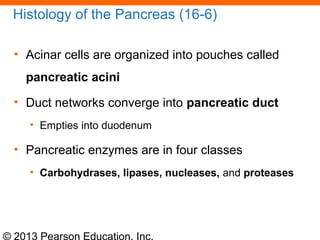 © 2013 Pearson Education, Inc.
Histology of the Pancreas (16-6)
• Acinar cells are organized into pouches called
pancreatic acini
• Duct networks converge into pancreatic duct
• Empties into duodenum
• Pancreatic enzymes are in four classes
• Carbohydrases, lipases, nucleases, and proteases
 