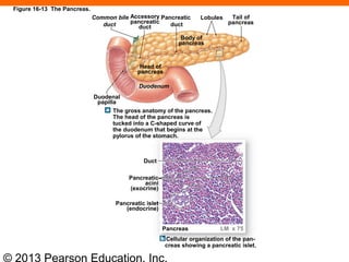 © 2013 Pearson Education, Inc.
Common bile
duct
Accessory
pancreatic
duct
Pancreatic
duct
Lobules Tail of
pancreas
Body of
pancreas
Head of
pancreas
Duodenum
Duodenal
papilla
The gross anatomy of the pancreas.
The head of the pancreas is
tucked into a C-shaped curve of
the duodenum that begins at the
pylorus of the stomach.
Duct
Pancreatic
acini
(exocrine)
Pancreatic islet
(endocrine)
Cellular organization of the pan-
creas showing a pancreatic islet.
Pancreas LM x 75
Figure 16-13 The Pancreas.
 