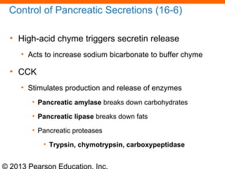 © 2013 Pearson Education, Inc.
Control of Pancreatic Secretions (16-6)
• High-acid chyme triggers secretin release
• Acts to increase sodium bicarbonate to buffer chyme
• CCK
• Stimulates production and release of enzymes
• Pancreatic amylase breaks down carbohydrates
• Pancreatic lipase breaks down fats
• Pancreatic proteases
• Trypsin, chymotrypsin, carboxypeptidase
 