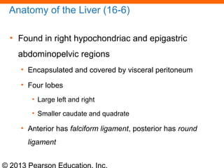 © 2013 Pearson Education, Inc.
Anatomy of the Liver (16-6)
• Found in right hypochondriac and epigastric
abdominopelvic regions
• Encapsulated and covered by visceral peritoneum
• Four lobes
• Large left and right
• Smaller caudate and quadrate
• Anterior has falciform ligament, posterior has round
ligament
 