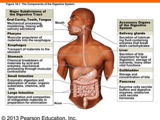 © 2013 Pearson Education, Inc.
Figure 16-1 The Components of the Digestive System.
Exocrine cells secrete
buffers and digestive
enzymes; endocrine
cells secrete
hormones
Major Subdivisions of
the Digestive Tract
Oral Cavity, Teeth, Tongue
Mechanical processing,
moistening, mixing with
salivary secretions
Pharynx
Muscular propulsion of
materials into the esophagus
Esophagus
Transport of materials to the
stomach
Stomach
Chemical breakdown of
materials by acid and
enzymes; mechanical
processing through muscular
contractions
Small Intestine
Enzymatic digestion and
absorption of water, organic
substrates, vitamins, and
ions
Large Intestine
Dehydration and compaction
of indigestible materials in
preparation for elimination Anus
Accessory Organs
of the Digestive
System
Salivary glands
Secretion of lubricat-
ing ﬂuid containing
enzymes that break
down carbohydrates
Liver
Secretion of bile
(important for lipid
digestion), storage of
nutrients, many other
vital functions
Gallbladder
Storage and
concentration of bile
Pancreas
Mouth
 