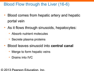 © 2013 Pearson Education, Inc.
Blood Flow through the Liver (16-6)
• Blood comes from hepatic artery and hepatic
portal vein
• As it flows through sinusoids, hepatocytes:
• Absorb nutrient molecules
• Secrete plasma proteins
• Blood leaves sinusoid into central canal
• Merge to form hepatic veins
• Drains into IVC
 