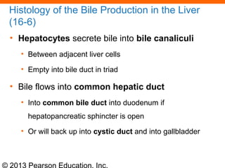 © 2013 Pearson Education, Inc.
Histology of the Bile Production in the Liver
(16-6)
• Hepatocytes secrete bile into bile canaliculi
• Between adjacent liver cells
• Empty into bile duct in triad
• Bile flows into common hepatic duct
• Into common bile duct into duodenum if
hepatopancreatic sphincter is open
• Or will back up into cystic duct and into gallbladder
 