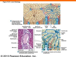 © 2013 Pearson Education, Inc.
A diagrammatic view
of liver structure,
showing relation-
ships among lobules
Interlobular
septum
Bile duct
Branch of
hepatic portal vein
Portal area
Bile
ductules
Branch of
hepatic artery
proper
Branch of
hepatic portal
vein (containing
blood)
Hepatocytes
Sinusoid
Bile
duct
Portal
area
A sectional view showing the vessels
and ducts within a portal area
Sinusoids
Hepatocytes
Branch of
hepatic
artery proper
Bile duct
A single liver lobule and its cellular
components
Branch of
hepatic
portal vein
Bile
canaliculi
Central vein
Kupffer
cells
LM x 350
Figure 16-15 Liver Histology.
 